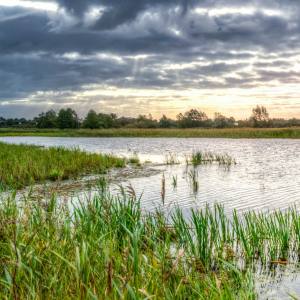 Wetland