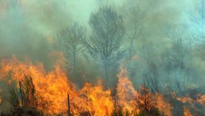wildfire near trans-canada highway
