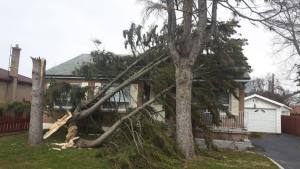 Broken tree in front of house